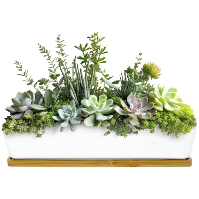 bamboomn Small Long Rectangular Succulent and Small Plant Pot