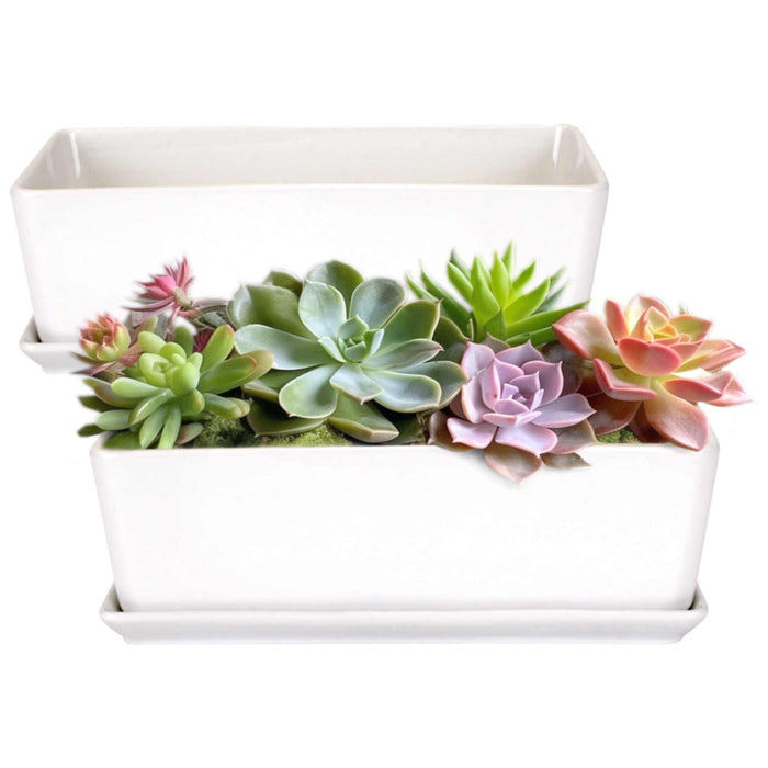 bamboomn Small White Rectangular Succulent Plant Pot