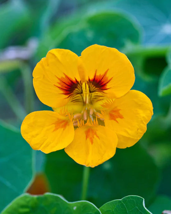 Ban Do Nasturtium - Seed Grow Kit