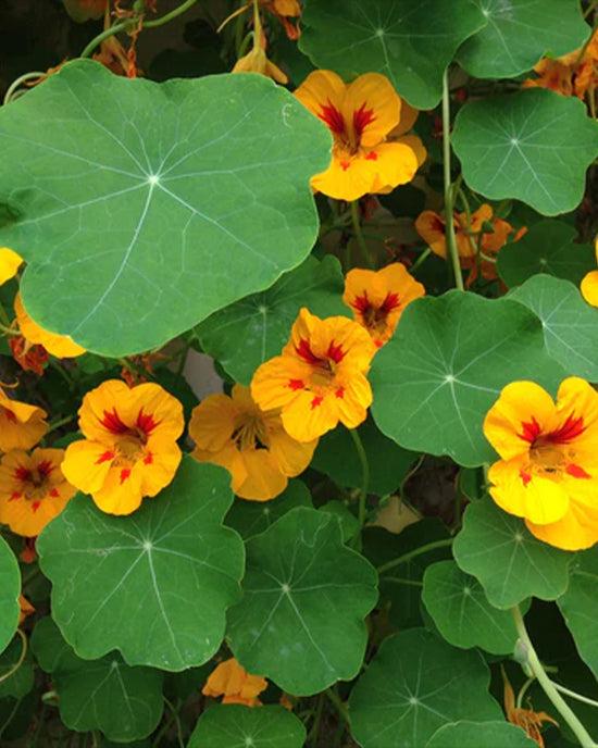 Ban Do Nasturtium - Seed Grow Kit