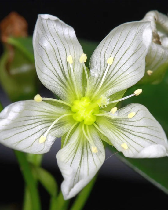 Ban Do Venus Flytrap Seed Grow Kit