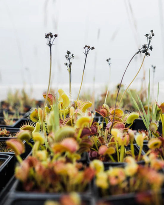 Ban Do Venus Flytrap Seed Grow Kit