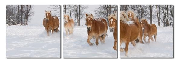 baxton studio Baxton Studio Horse Herd Mounted Photography Print Triptych