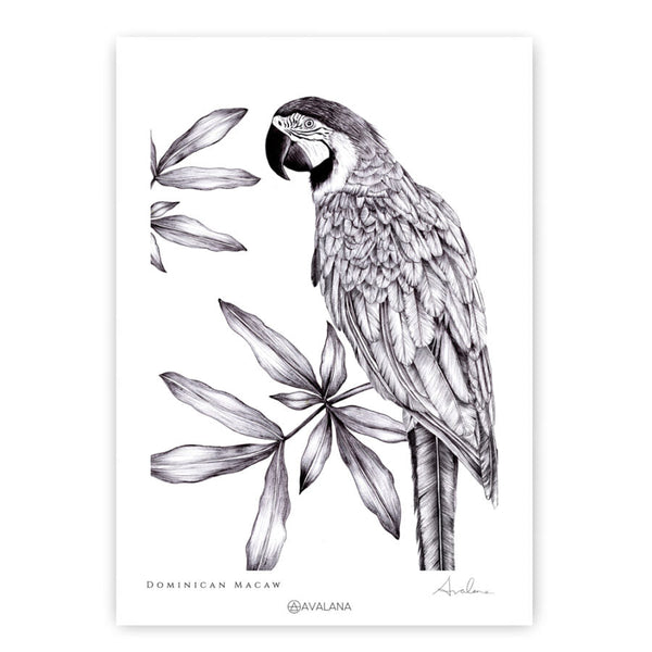 beau monde Avalana Dominican Macaw Art Print