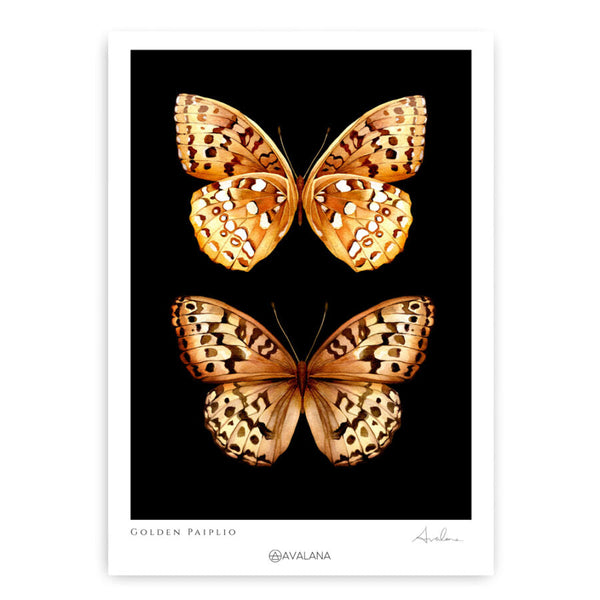 Beau Monde Avalana Gold Papilio Duo Art Print