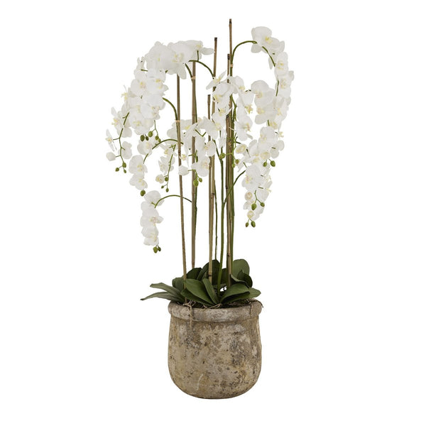 beau monde Hill Interiors Large White Orchid In Antique Stone Pot 5ft