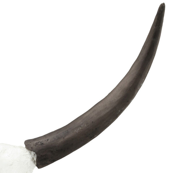 Benzara 26 Inch Resin Cow Skull Accent Table Decoration Metal Block Base White - BM285592