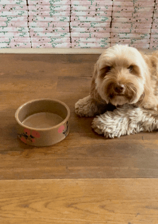 bernadette Dog Bowl