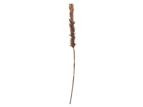 Bitz Villa Collection Kvist Grasses Dark Decor 100 Cm Nature