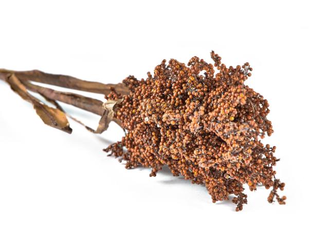 Bitz Villa Collection Kvist Pampus Grass Dark Decor 86 Cm Nature