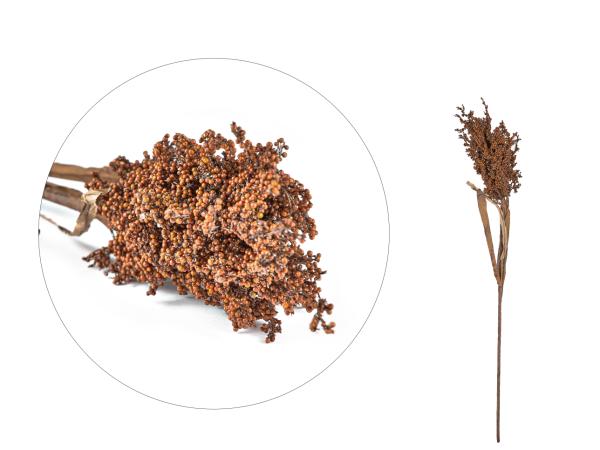 bitz Villa Collection Kvist Pampus Grass Dark Decor 86 cm Nature