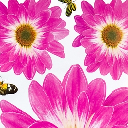 Blancho Bedding Delightful Petals - Wall Decals Stickers Appliques Home Decor