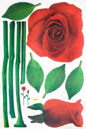 Blancho Bedding Glorious Rose 2 - X-Large Wall Decals Stickers Appliques Home Decor