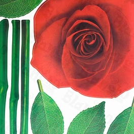 Blancho Bedding Glorious Rose 2 - X-Large Wall Decals Stickers Appliques Home Decor