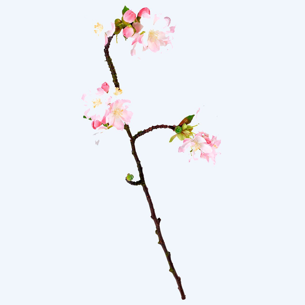 Bloom Aika Cherry Blossom Branch