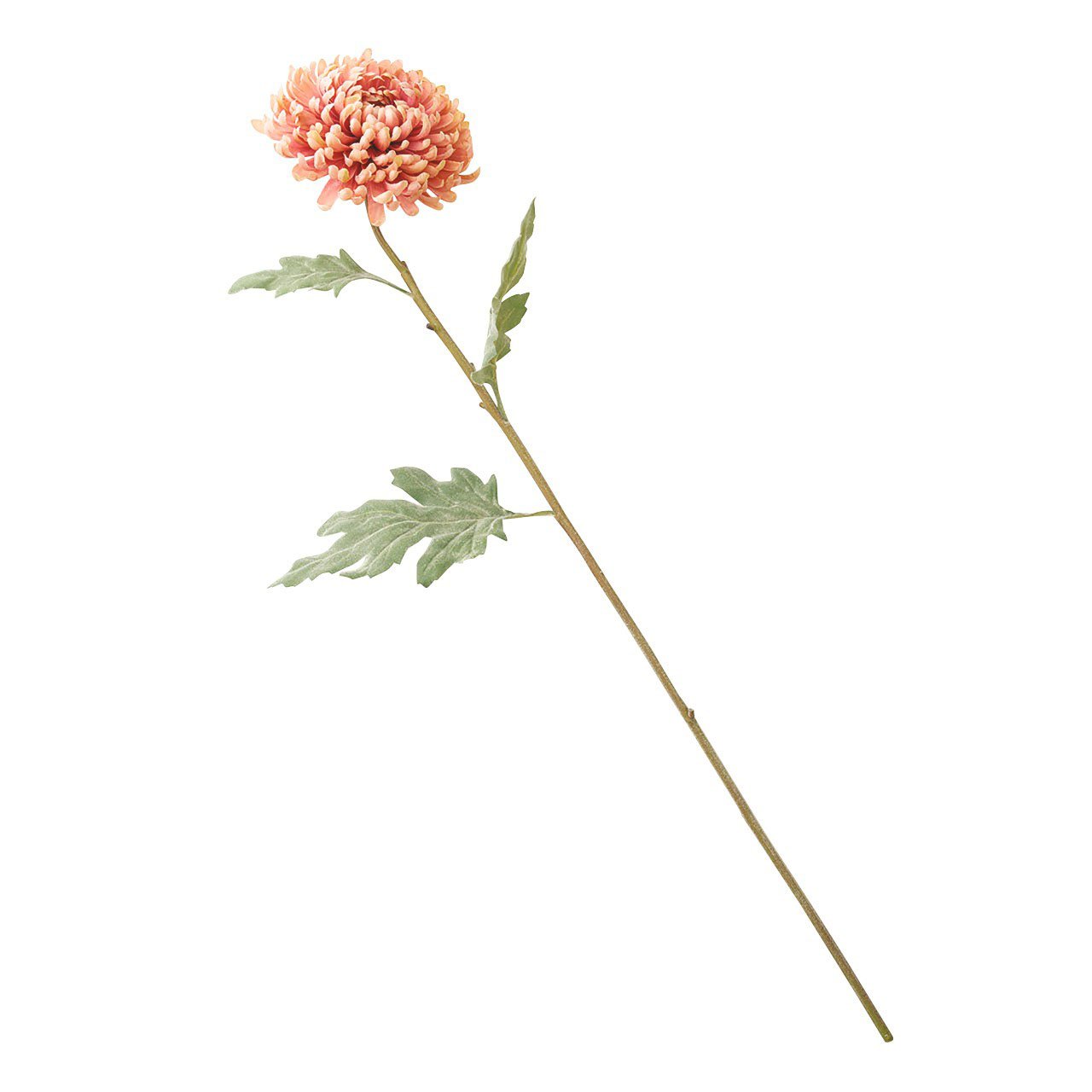 Bloom Amber Chrysanthemum Stem