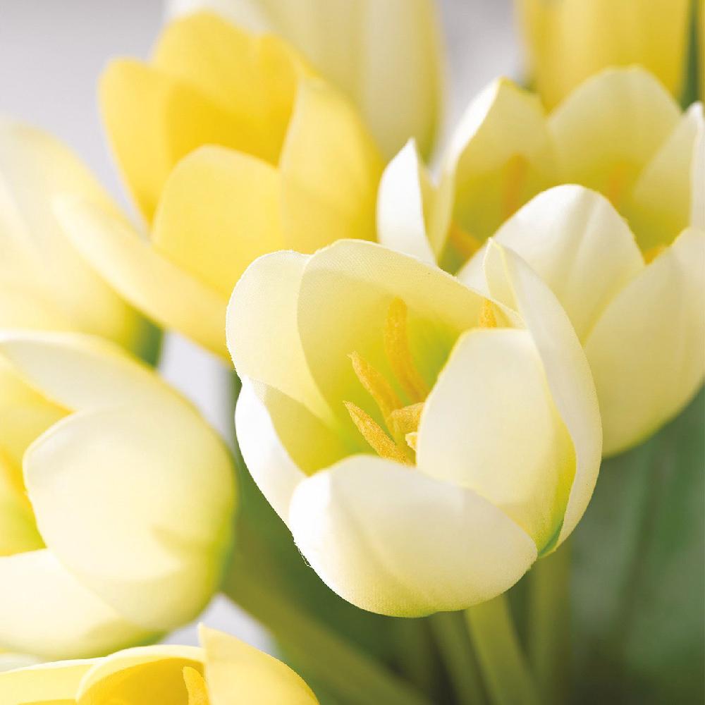 Bloom Antwerp Tulip Arrangement