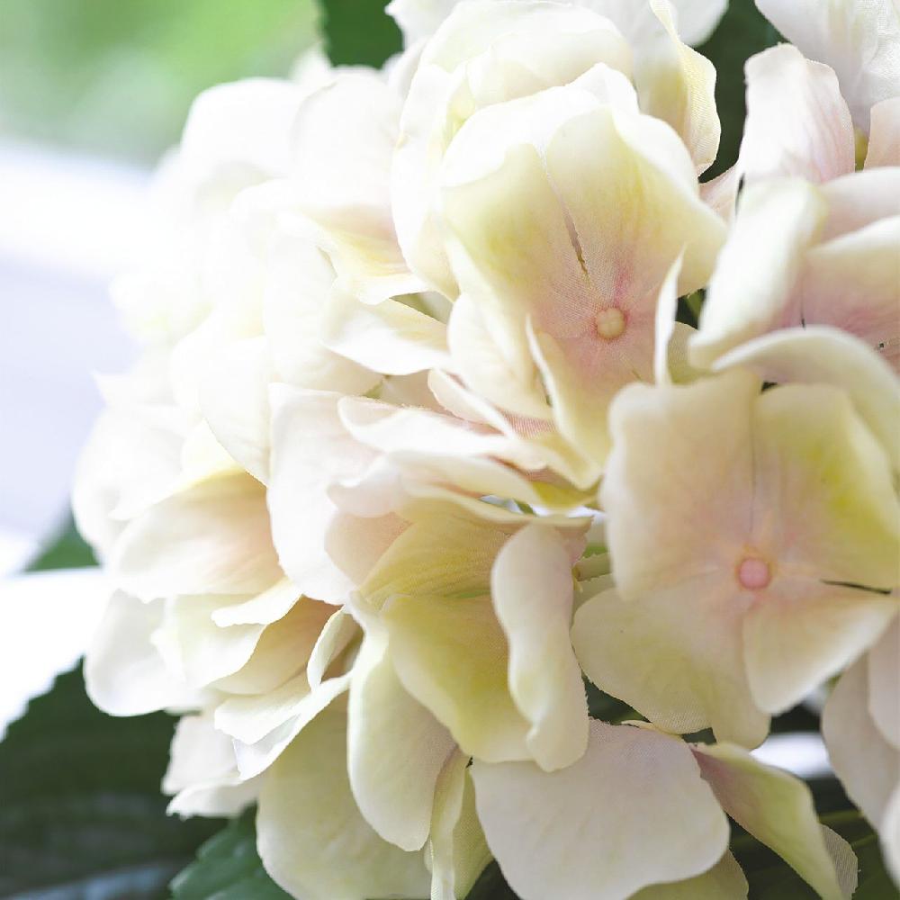Bloom Belle Epoque Hydrangea Stem