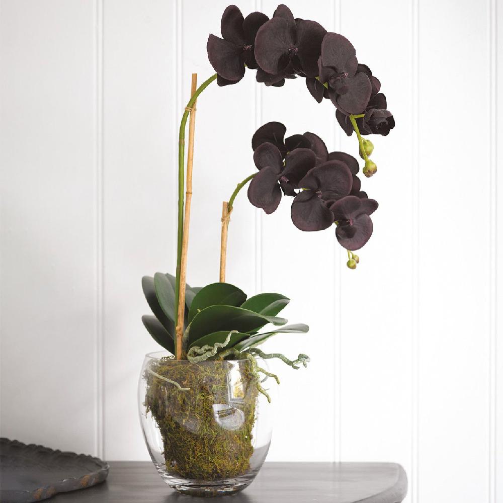 Bloom Black Double Phalaenopsis