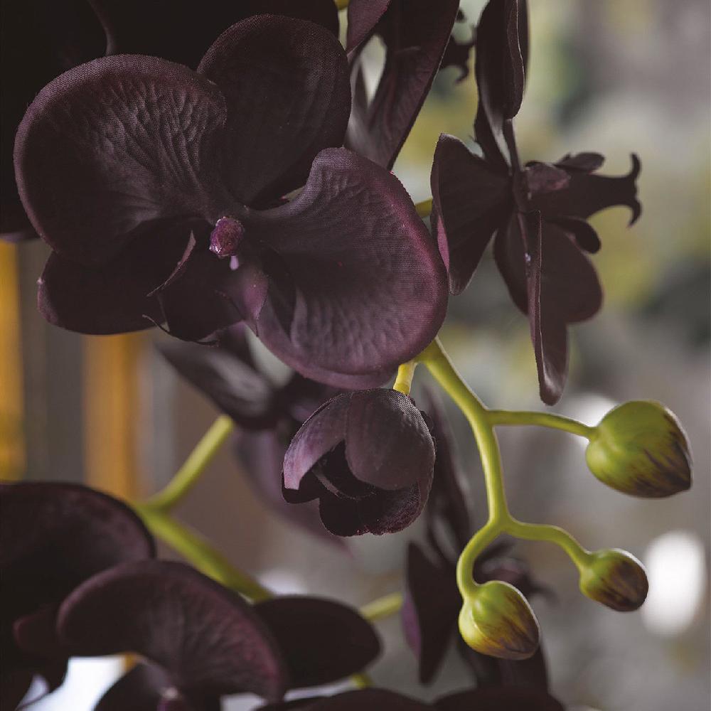 Bloom Black Double Phalaenopsis