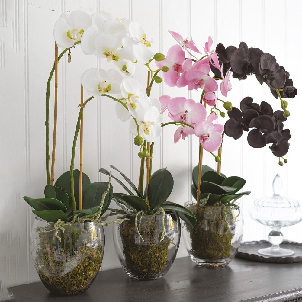 Bloom Black Double Phalaenopsis