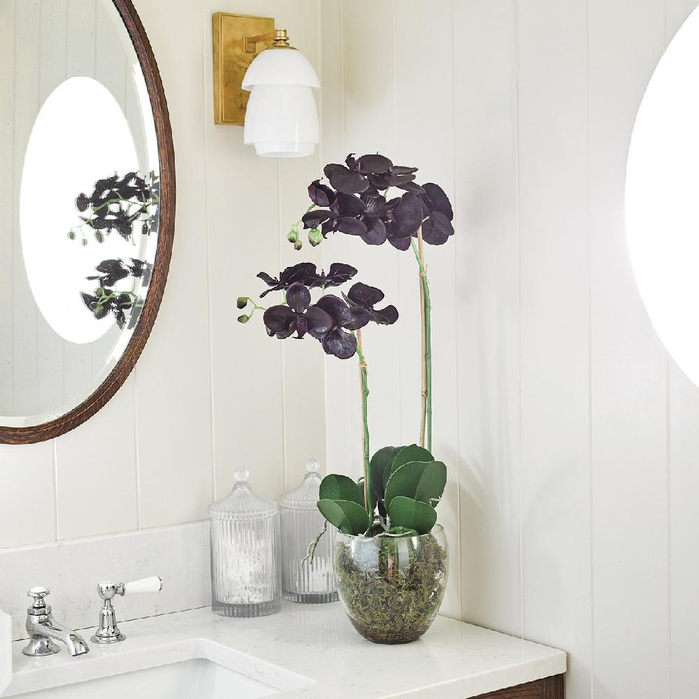 bloom Black Double Phalaenopsis