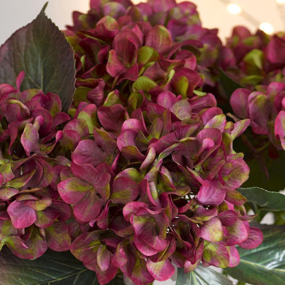 Bloom Burgundy Hydrangea Stem