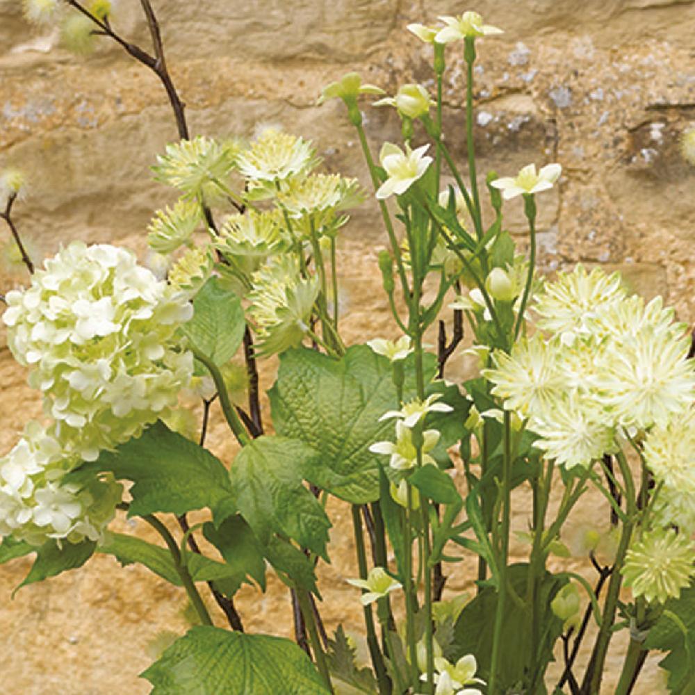 Bloom Campanula Stem