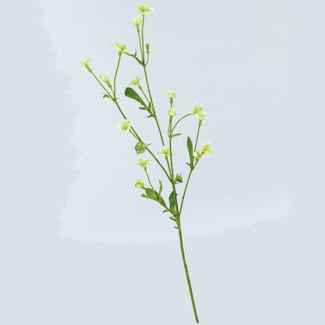 Bloom Campanula Stem