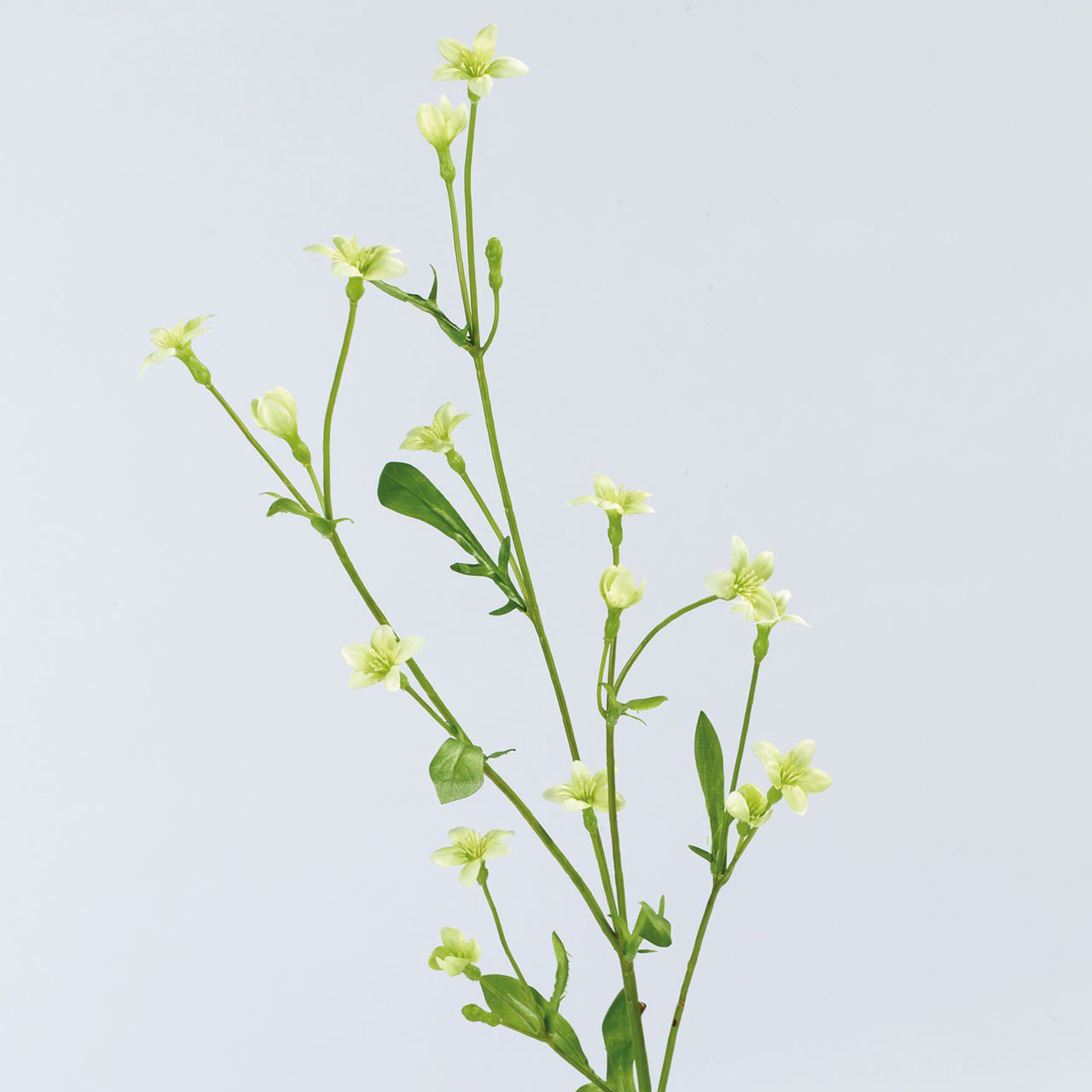 Bloom Campanula Stem