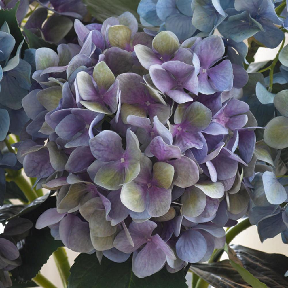 Bloom Charlotte Mauve Hydrangea Stem