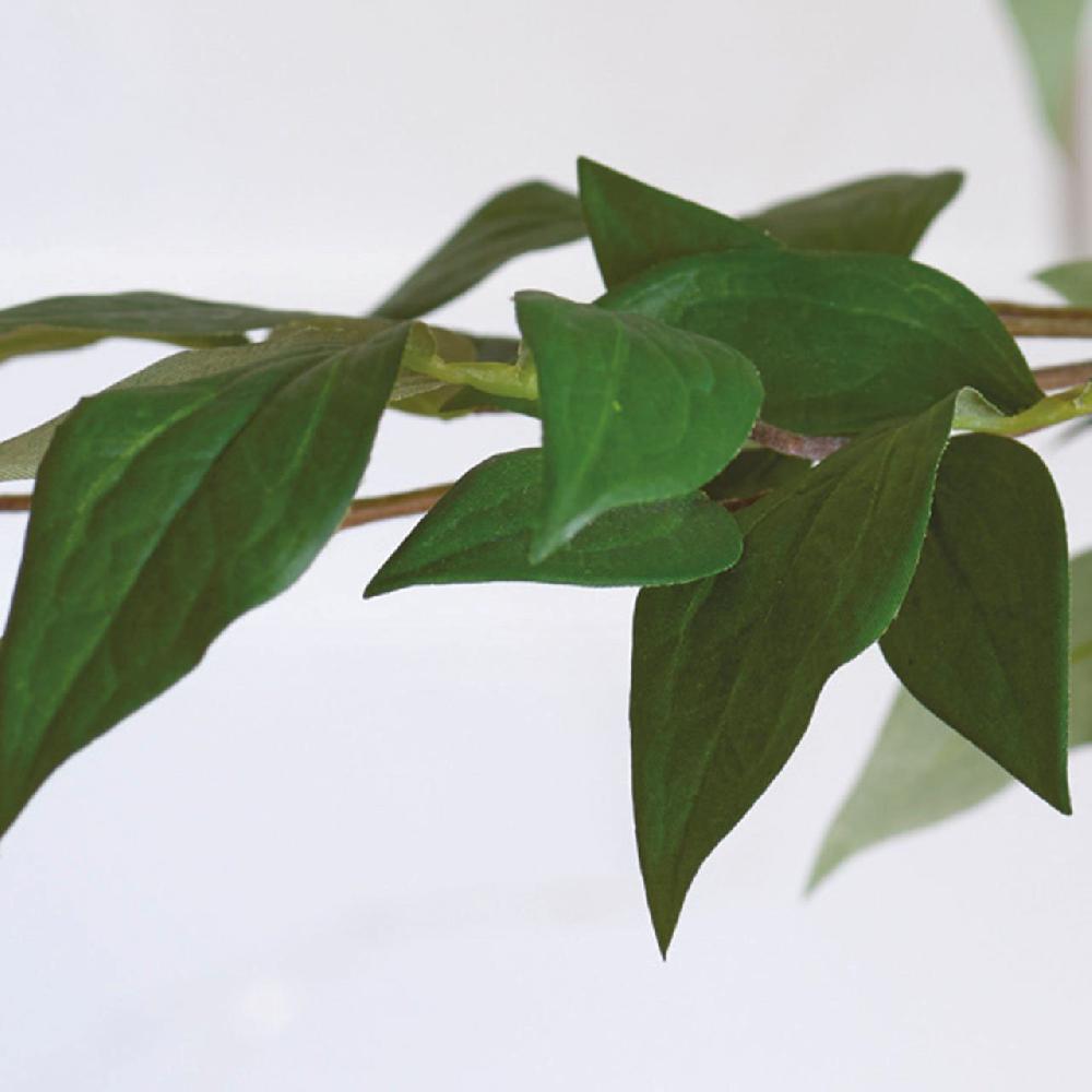 Bloom Clematis Foliage Stem