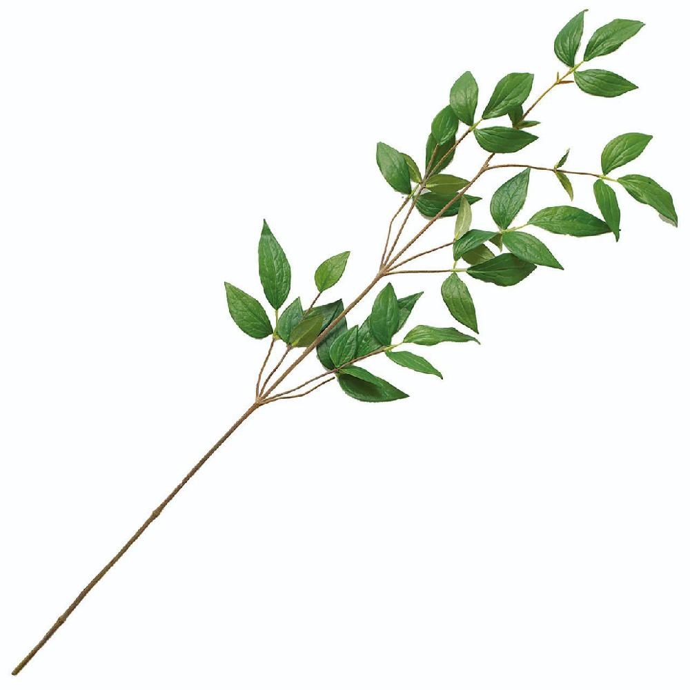 bloom Clematis Foliage Stem