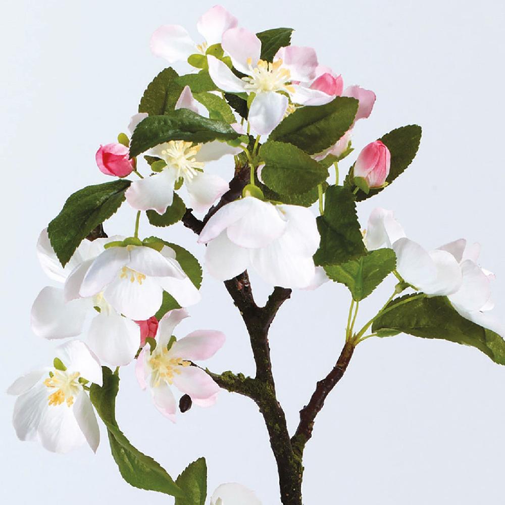 Bloom Crab Apple Blossom Branch