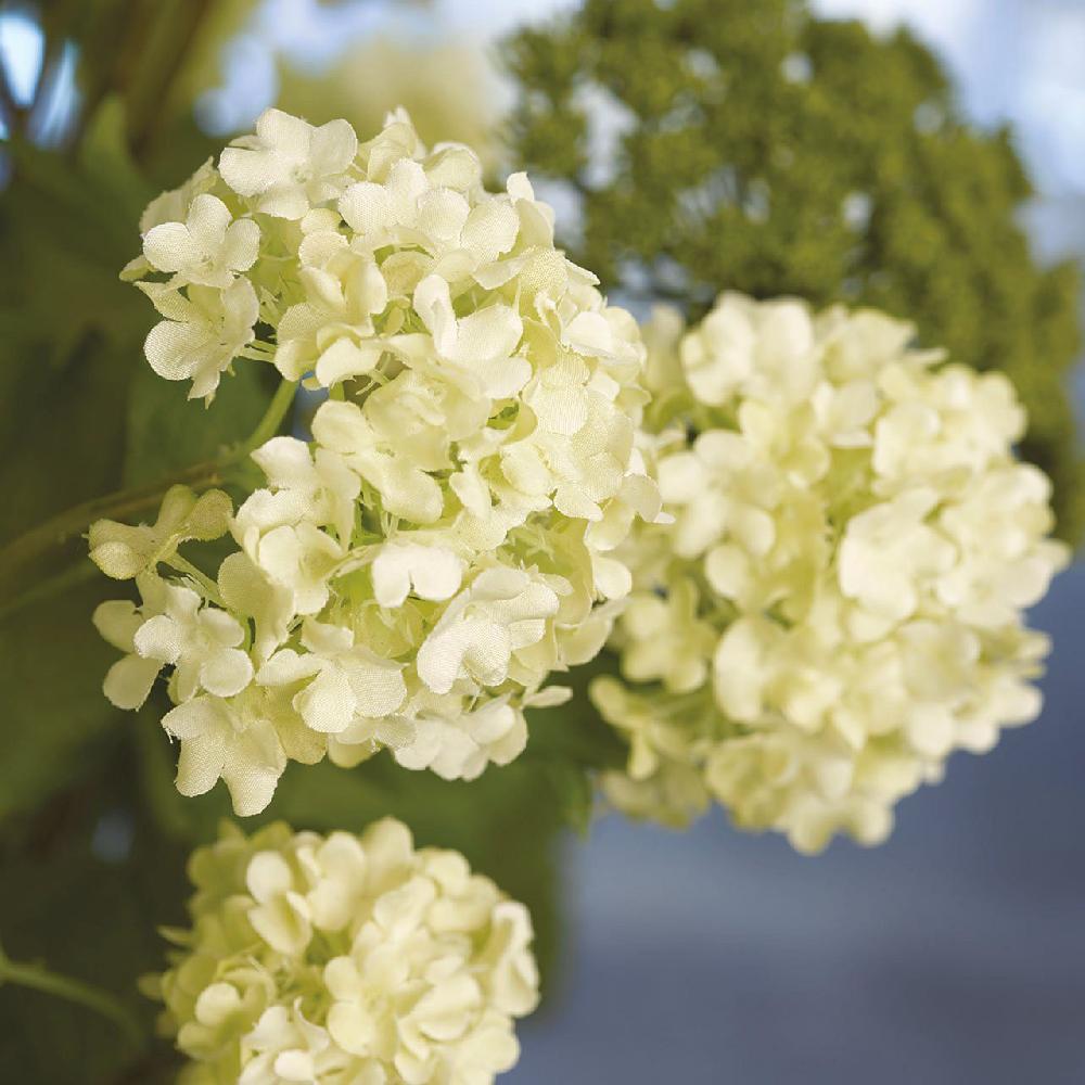 Bloom Cream Guelder Rose Branch