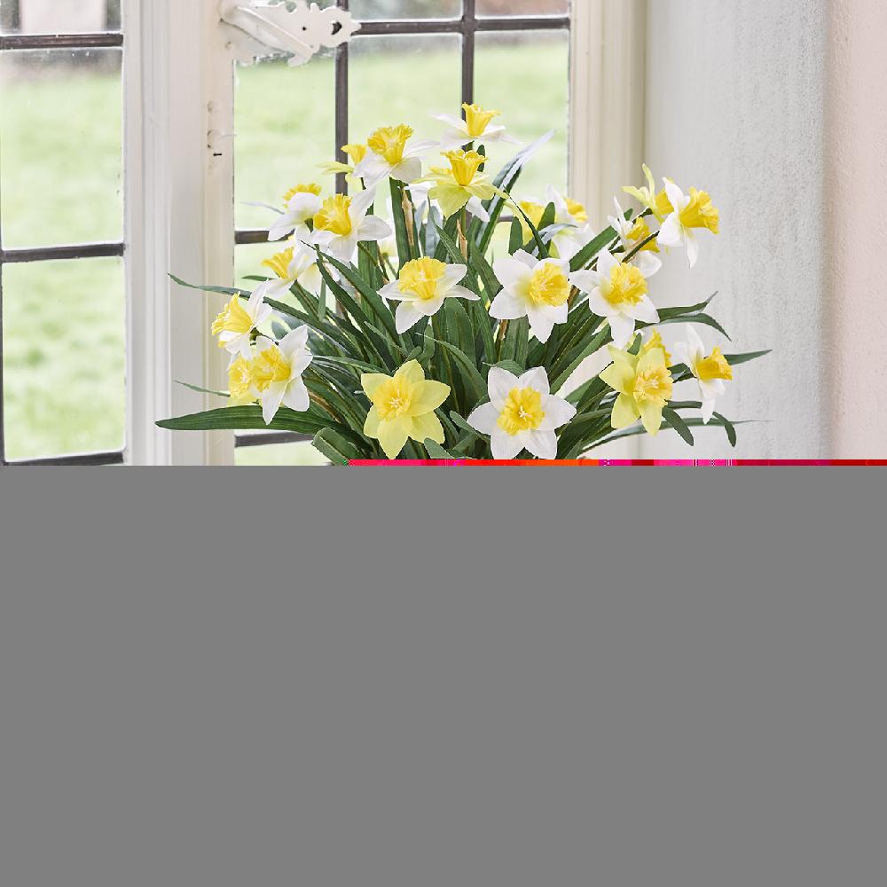 bloom Daffodil Planter