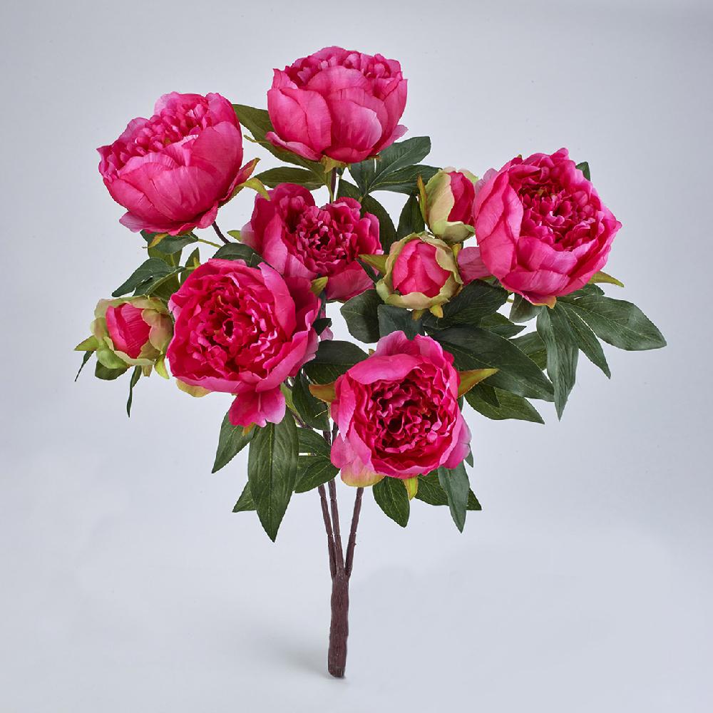 bloom Dark Pink Peony Bush