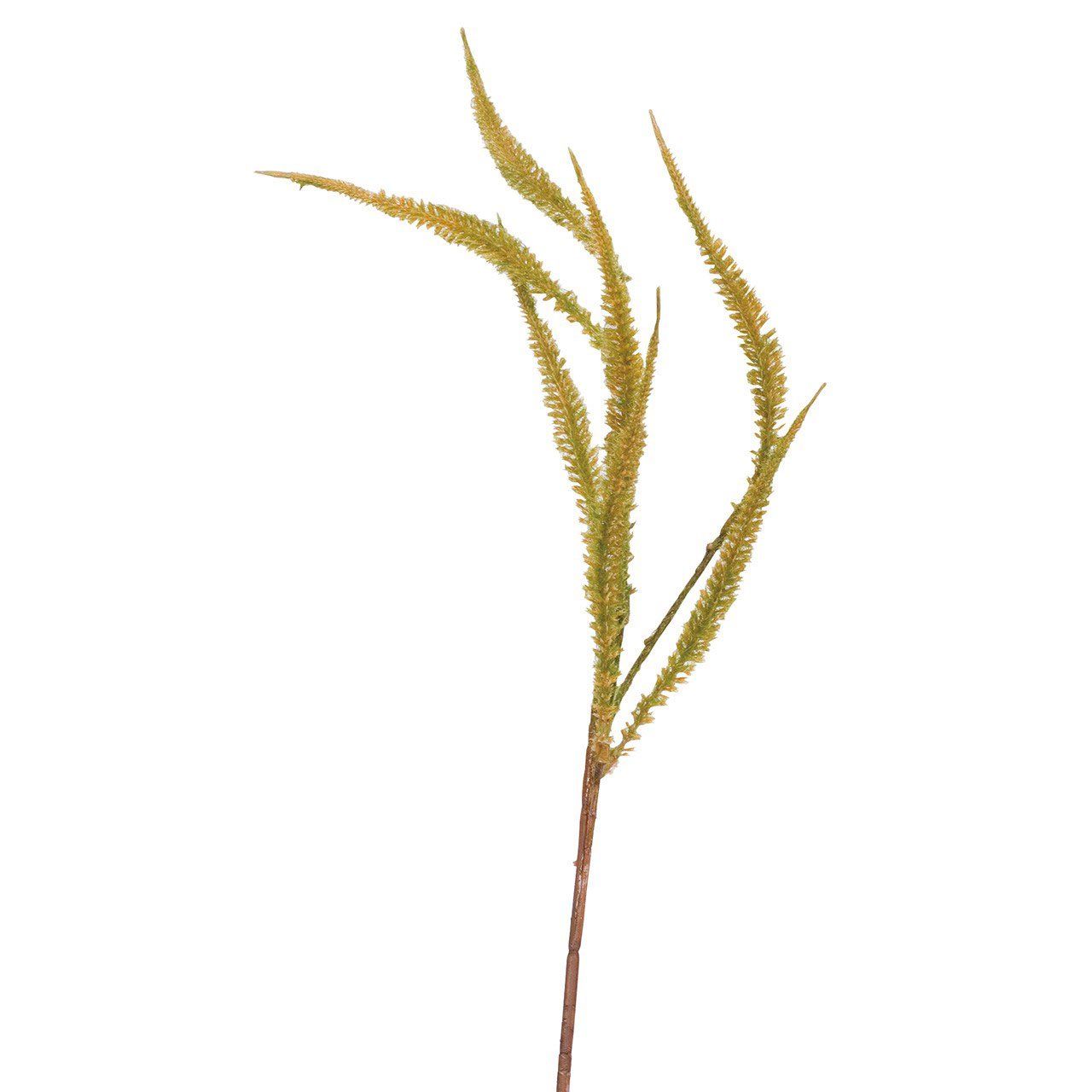 bloom Dog Tail Fern Stem