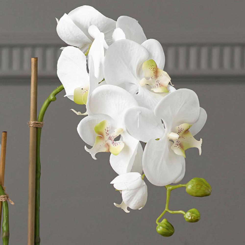 Bloom Double Phalaenopsis Orchid In Glass Vase