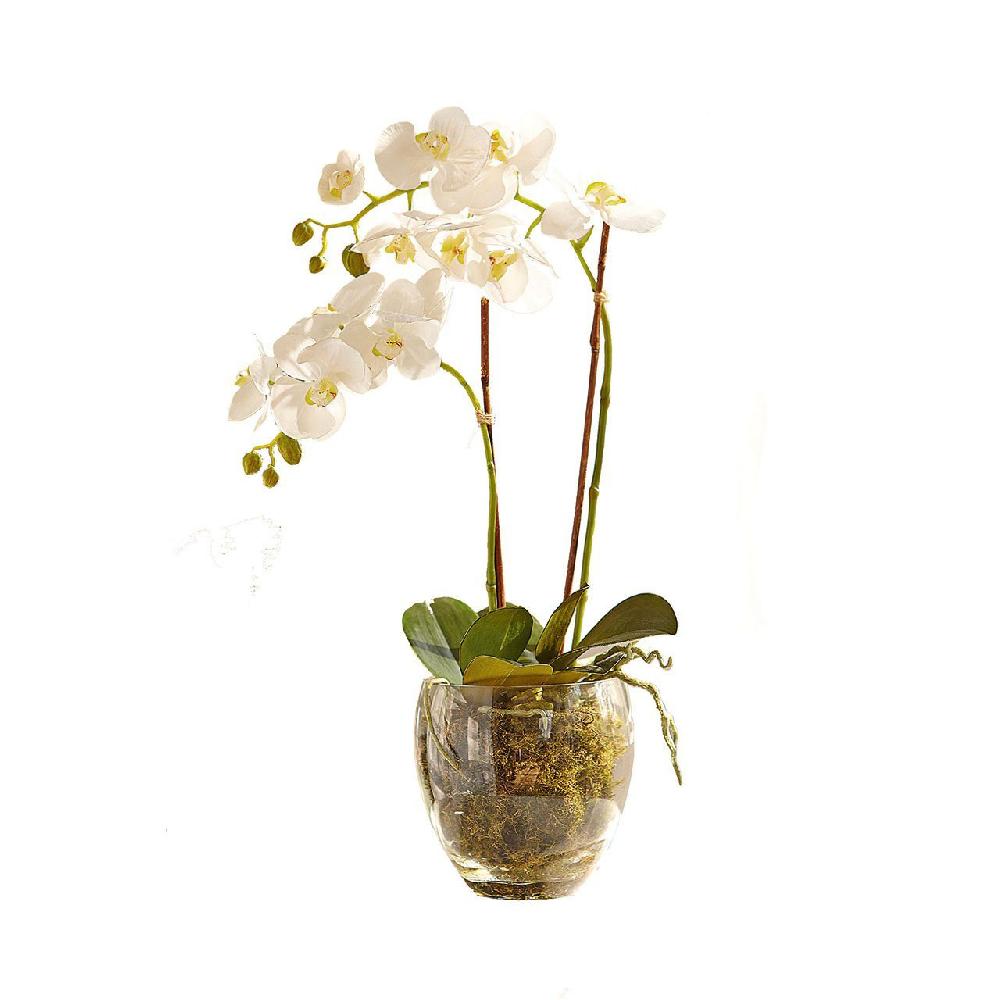 Bloom Double Phalaenopsis Orchid In Glass Vase
