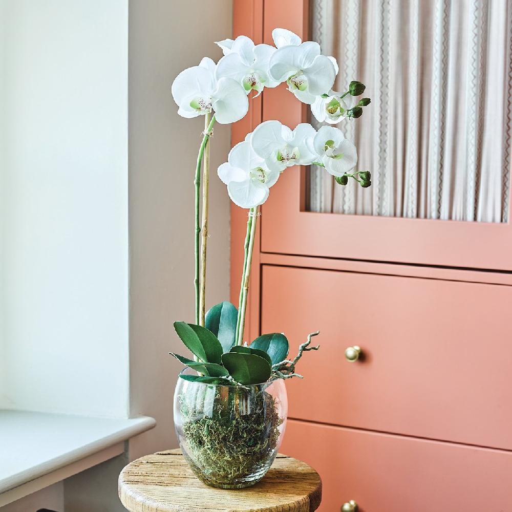 bloom Double Phalaenopsis Orchid in Glass Vase