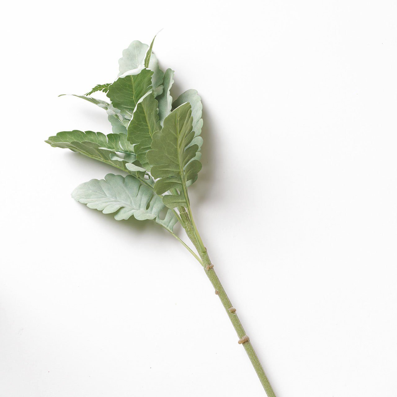 Bloom Dusty Miller Stem