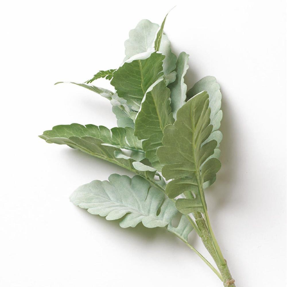 Bloom Dusty Miller Stem