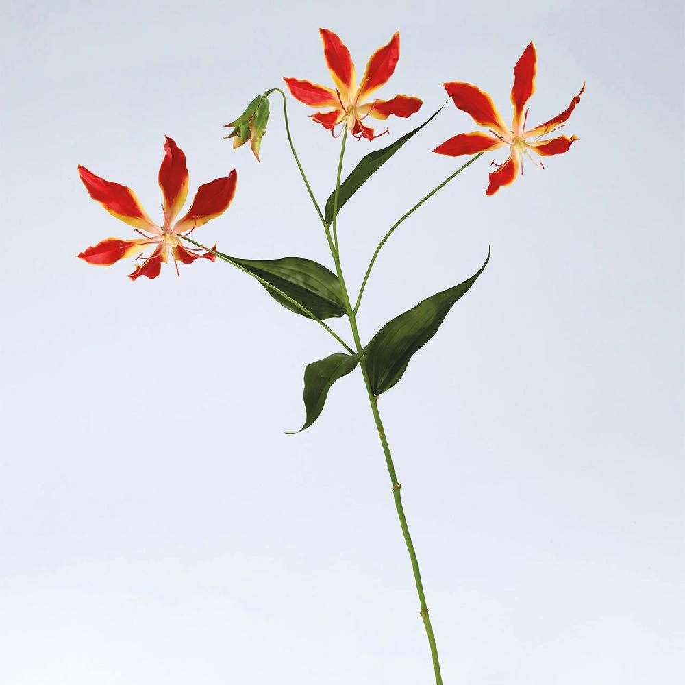 Bloom Gloria Lily Stem