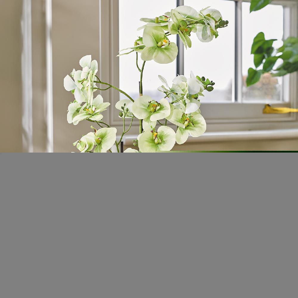 bloom Green Orchid in Ceramic Pot