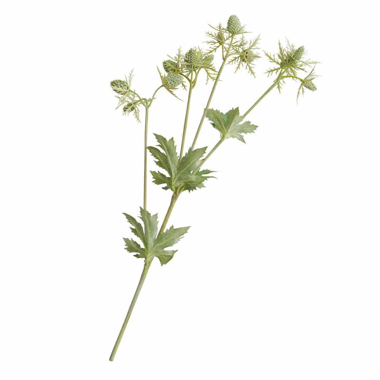 Bloom Green Sea Holly Stem