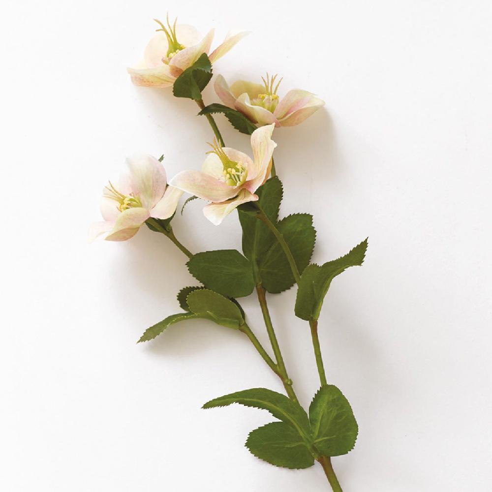 Bloom Hellebore Stem