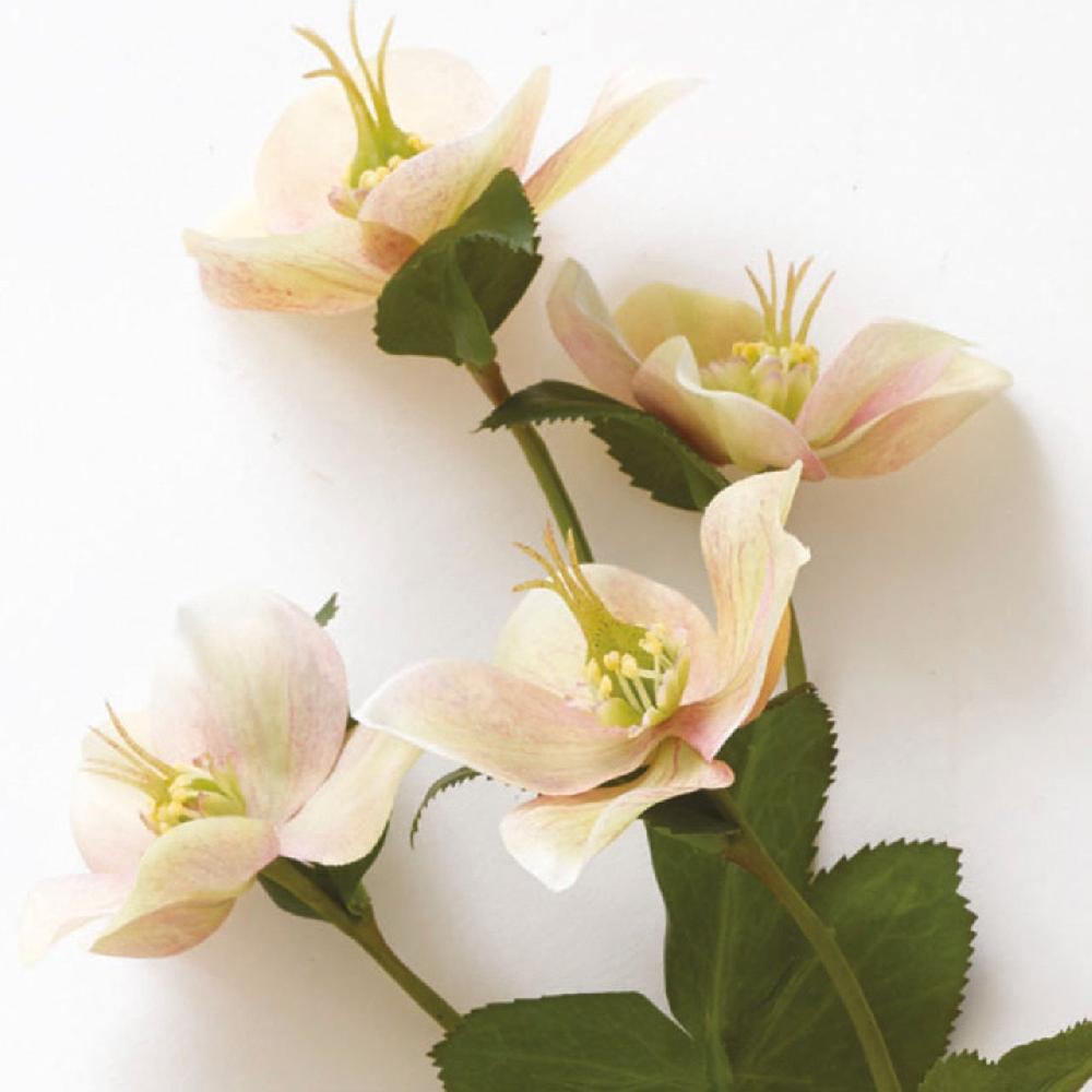 Bloom Hellebore Stem