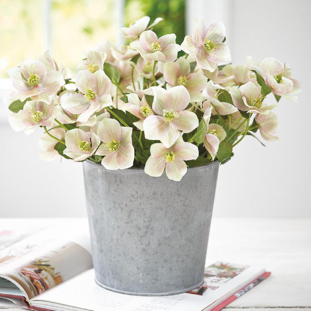 bloom Hellebore Stem