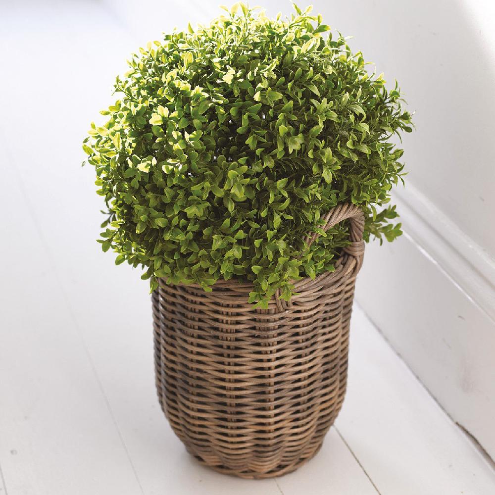 Bloom Medium Boxwood Ball Topiary
